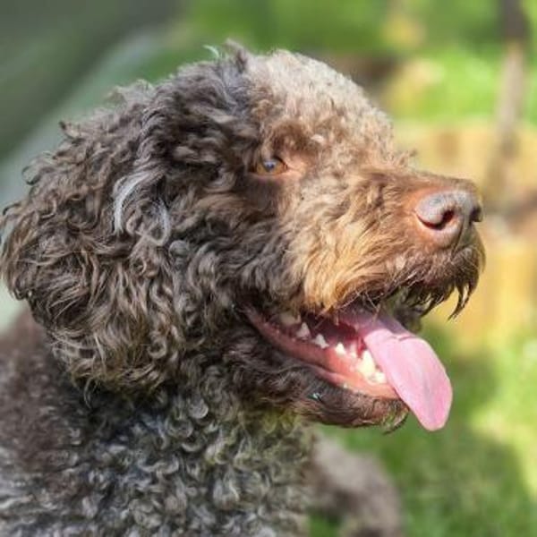 Caillou - ist verspielt&verschmust