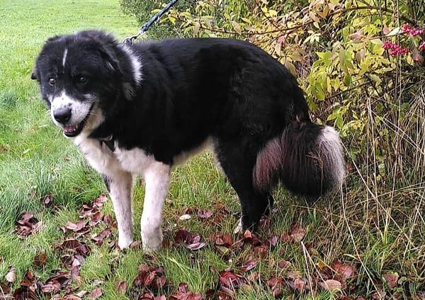 Traumhündin Gracia hofft auf ihre Chance