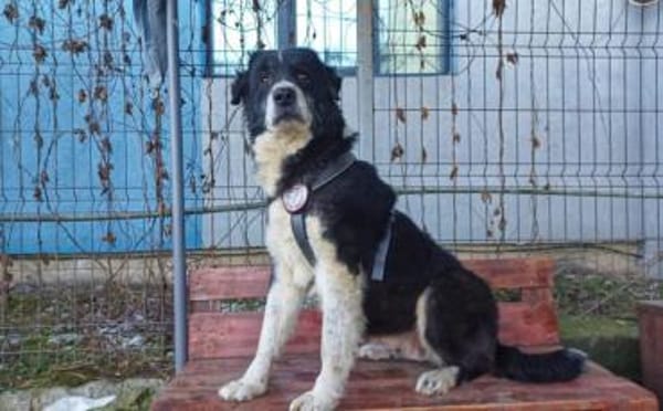 Traumhündin Gracia hofft auf ihre Chance