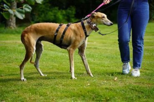 Cairo - Zuhause gesucht