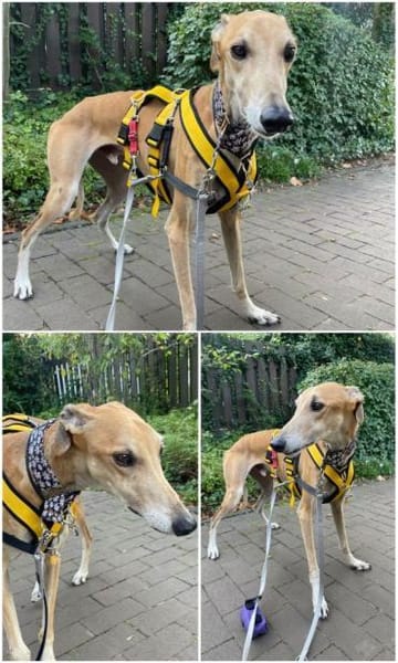 Cairo - Zuhause gesucht