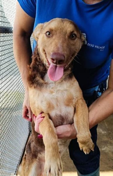 Tom in der Tierherberge Donzdorf