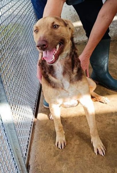 Tom in der Tierherberge Donzdorf