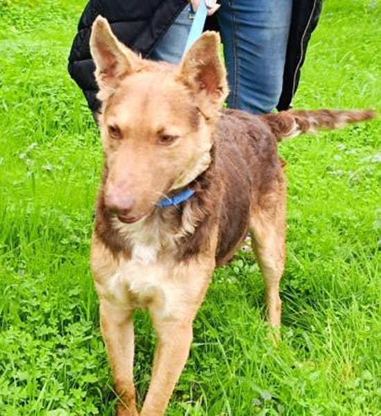 Tom in der Tierherberge Donzdorf