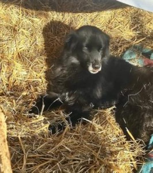 Joe 48 cm (Pflegestelle)