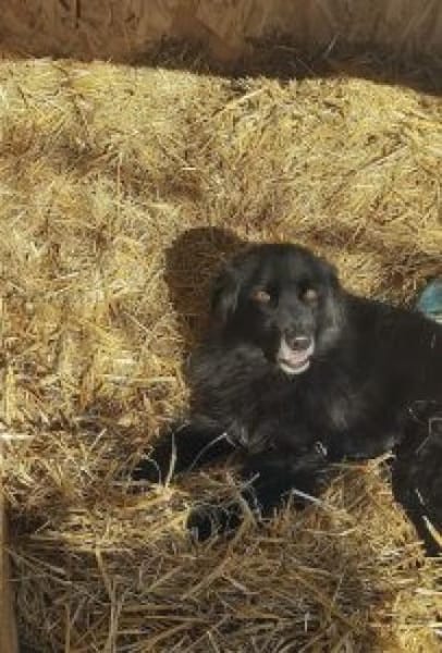 Joe 48 cm (Pflegestelle)