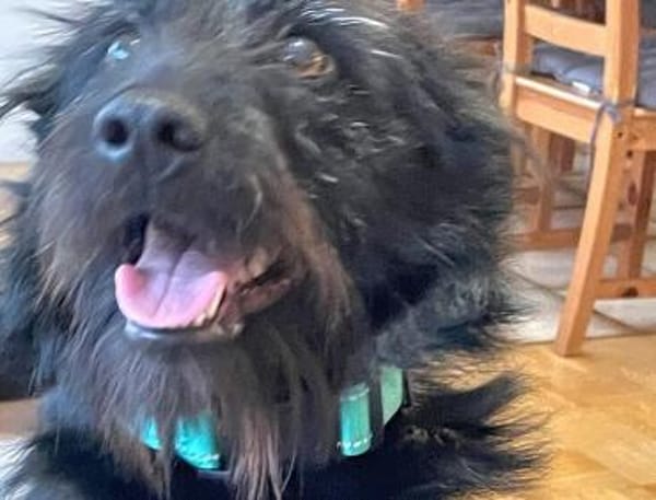 Salome: Energie trifft Schmusebacke