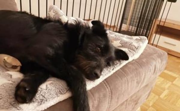 Salome: Energie trifft Schmusebacke