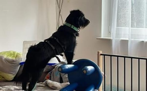 Salome: Energie trifft Schmusebacke