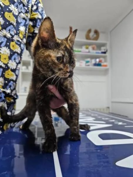 Mora - Kleine Schnurri sucht Familie