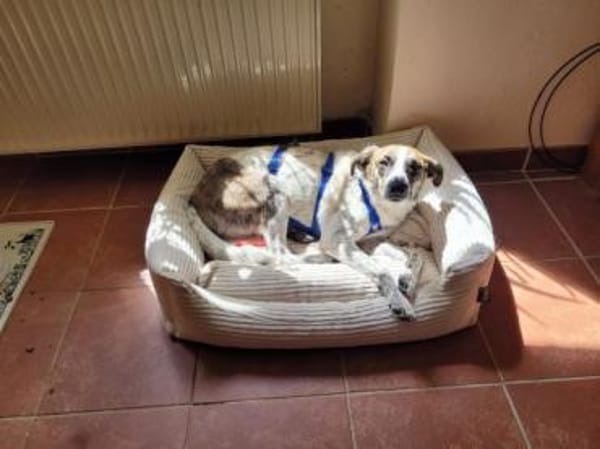 KARLOTTA -sucht erfahrene Menschen-