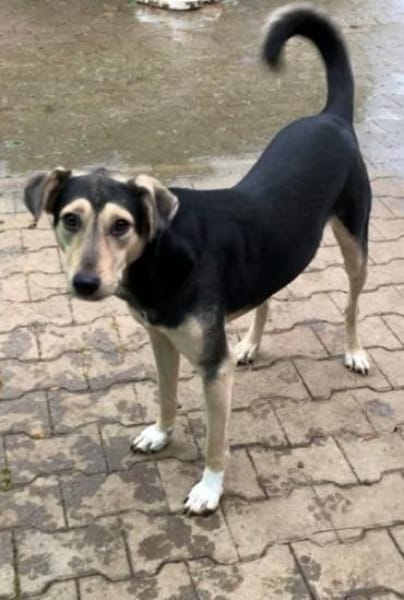 NOBBY -Sanfte Seele möchte vertrauen-