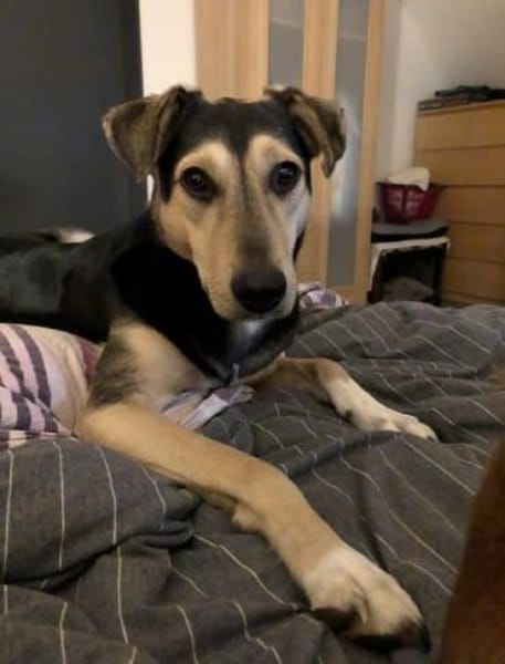 NOBBY -Sanfte Seele möchte vertrauen-