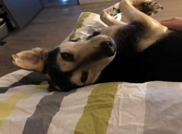 NOBBY -Sanfte Seele möchte vertrauen-