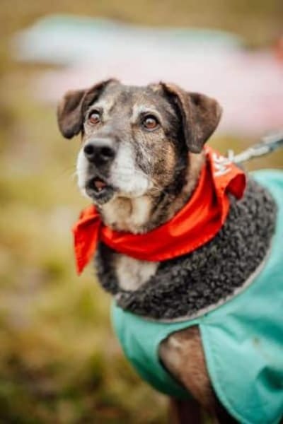 BAAKO -lieber & unkomplizierter Senior