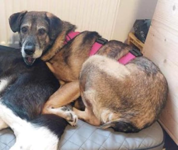 BAAKO -lieber & unkomplizierter Senior