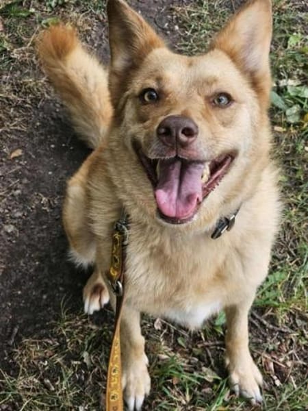 MADLYN  * tolle Hündin mit Potenzial