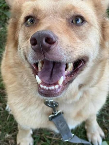 MADLYN  * tolle Hündin mit Potenzial