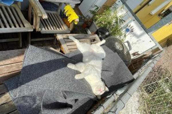 Akira 💗 wartet in 44809 Bochum