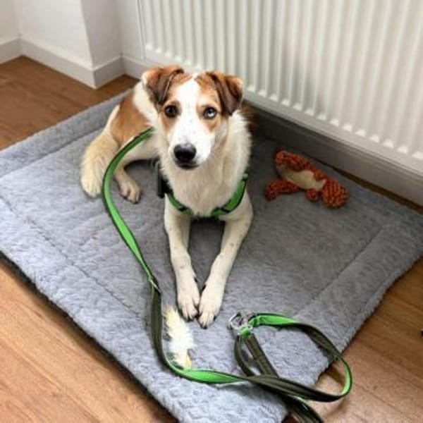 Shadow - taut immer mehr auf