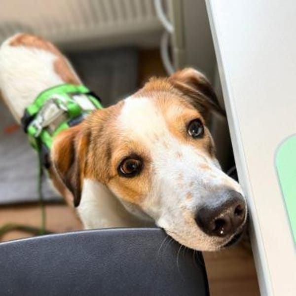 Shadow - taut immer mehr auf