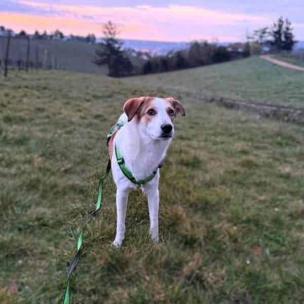 Shadow - taut immer mehr auf