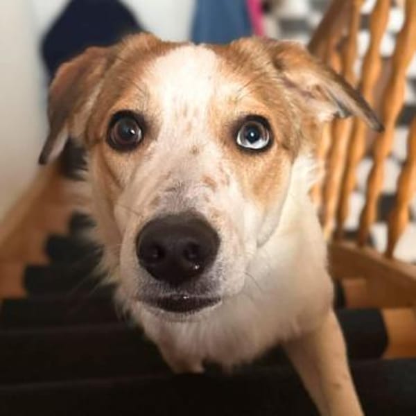 Shadow - taut immer mehr auf