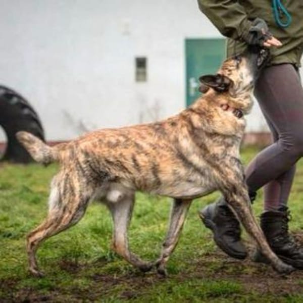 Misha - clever&aufgeschlossen