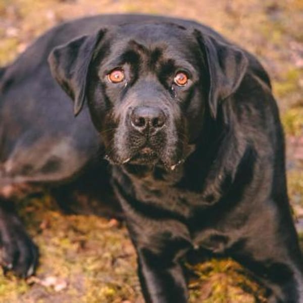 Emma - hat ein großes Herz