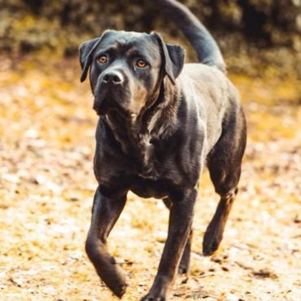 Emma - hat ein großes Herz