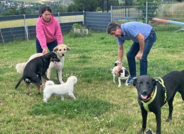 NICKI sucht jemanden mit Hundeerfahrung.