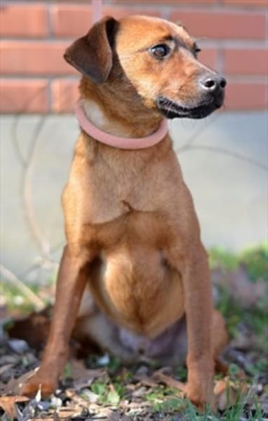 Freundlicher Pinschermischling Willi