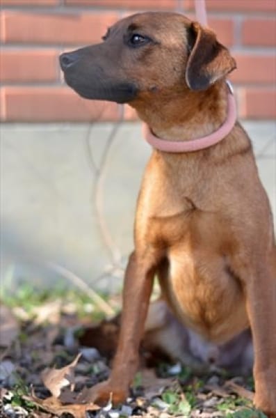 Freundlicher Pinschermischling Willi