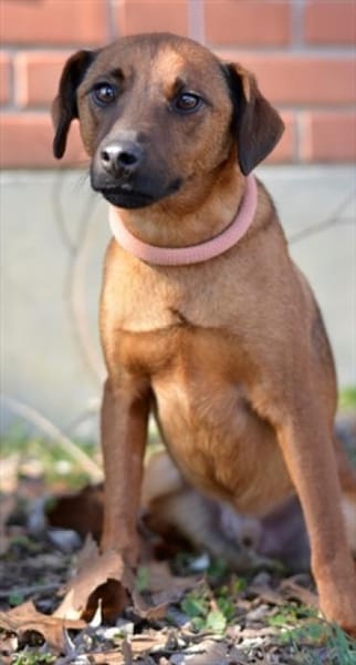 Freundlicher Pinschermischling Willi