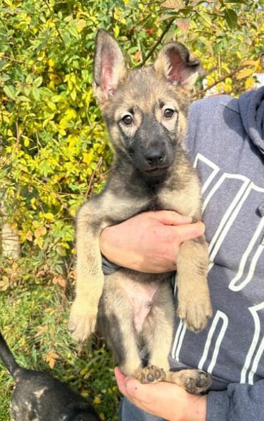 BROWNIE - startklar !