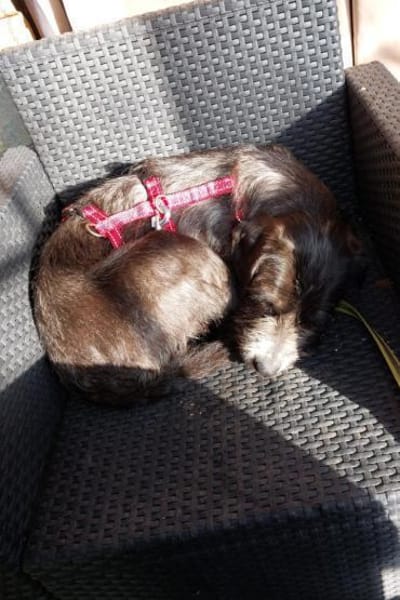 Alani 💗 wartet in 90530 Wendelstein