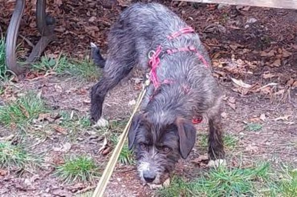 Alani 💗 wartet in 90530 Wendelstein