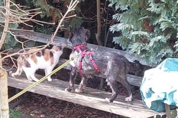 Alani 💗 wartet in 90530 Wendelstein