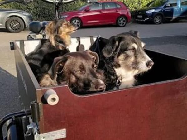 ROSETTA - auf Pflegestelle in Bayern