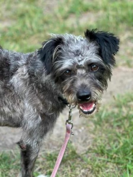 KRÜMEL -Terriermix auf 3 Pfoten-