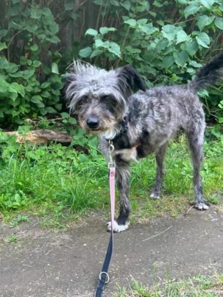 KRÜMEL -Terriermix auf 3 Pfoten-