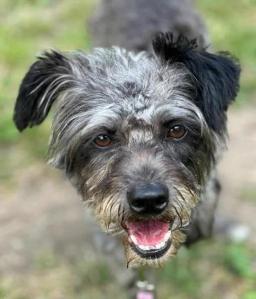 KRÜMEL -Terriermix auf 3 Pfoten-