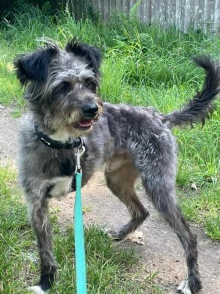 KRÜMEL -Terriermix auf 3 Pfoten-