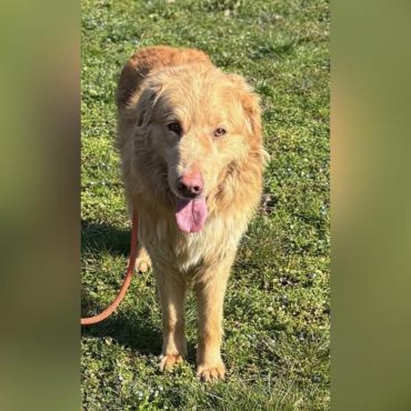 Sanftet Golden Retrievermischling