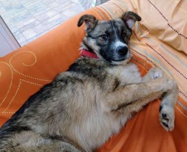 FLOCKI * liebt seine Hundefreunde