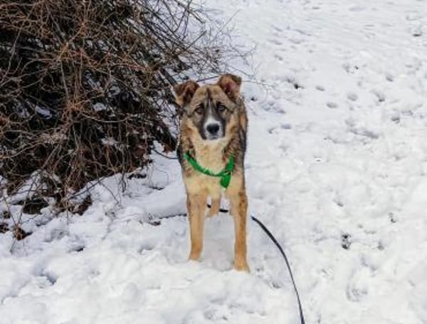 FLOCKI * liebt seine Hundefreunde