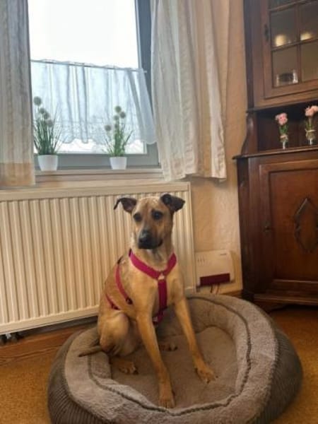 MAUDE -sucht hundeerfahrene Menschen-