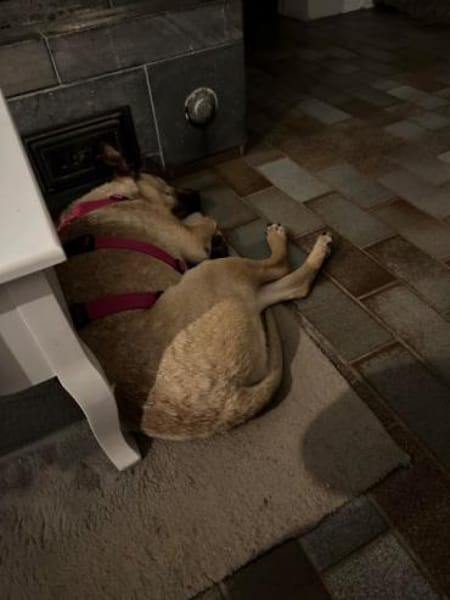 MAUDE -sucht hundeerfahrene Menschen-