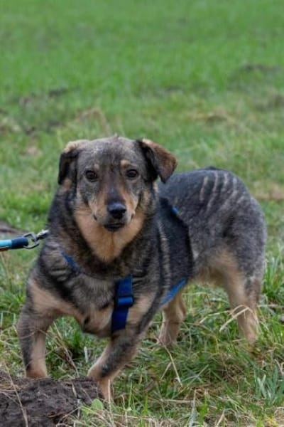 TASCO -perfekter Zweithund-