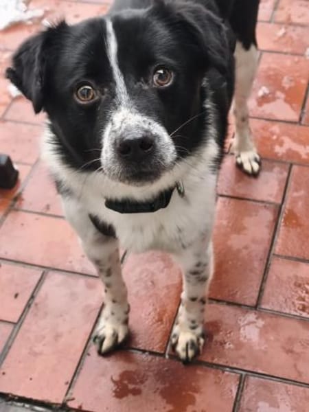 Lincoln - unser Pandajunge